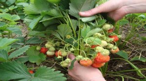 КЛУБНИКА ДИВНАЯ  (РОССИЯ)  ВИДЕООБЗОР ДЕГУСТАЦИЯ