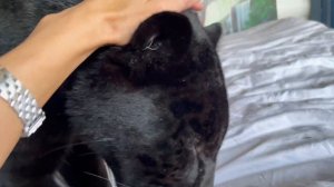 Ягуар Наоми ждет Александра