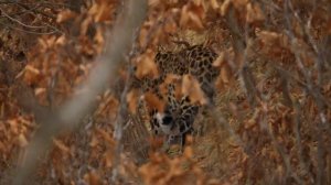 Дикая природа  России   Wildlife in Russia   National Geographic 4K Ultra HD