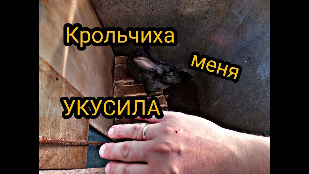 Изменения в хозяйстве за месяц. Кролиководство. Свиноводство. Собаководство ))) смотреть онлайн