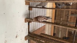 Мраморные Бакинские голуби Никитина Евгения. Самарская область 8 (962) 607-35-81