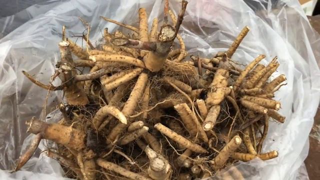 Going Bananas for Proven Winners Trial Plants: Part 1 of 3