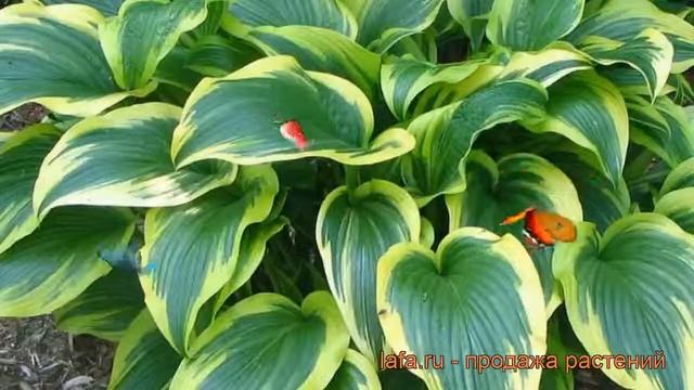 Хоста форчуна Ауреомаргината (aureomarginata) ? обзор: как сажать, рассада хосты Ауреомаргината смотреть онлайн