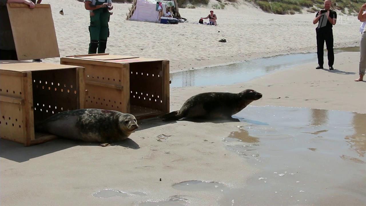 На заповедной Куршской косе выпустили в море двух спасенных балтийских тюленей