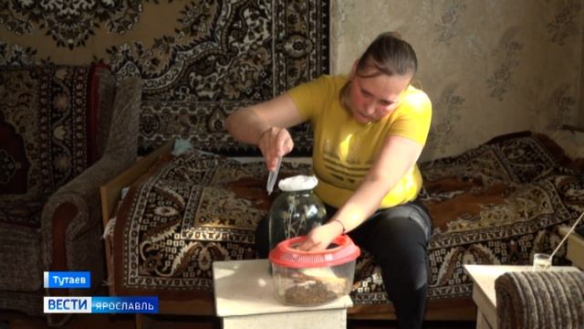 Нашествие: в Ярославской области появились богомолы