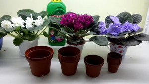 Что самое важное в уходе за фиалками?