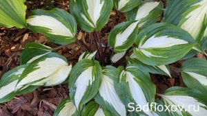 Обзор моих хост с красными ножками