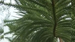 Когда пересаживать араукарию?