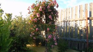 Роза Поль Ноэль на штамбе в июле 2019