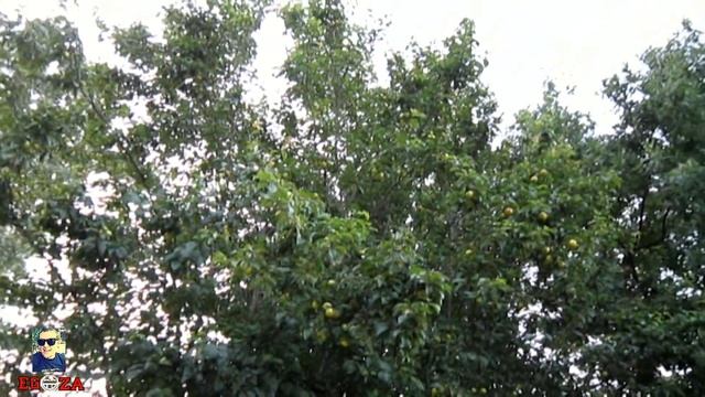 Лилии Стрекоза Слива Фиолетовое дерево смотреть онлайн