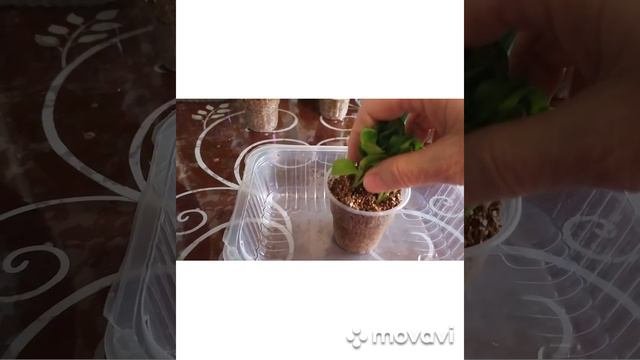 укоренение в вермикулите, очередные черенки петуний укоренились, пересадка в грунт.