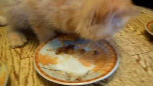 Жадный котёнок.