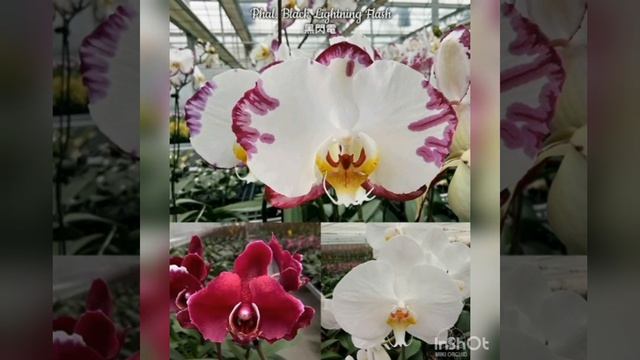 Почему иногда орхидеи цветут не так, как мы ожидаем.Что такое клон и посев? смотреть онлайн