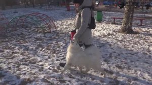 Дружкова Юлия и самоед Чандра. Занятие по дрессировке (ОКД): учим собаку команде Рядом. Тольятти.