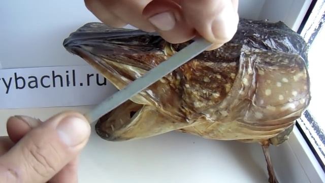 Экстрактор  для рыбалки своими руками, видео rybachil.ru