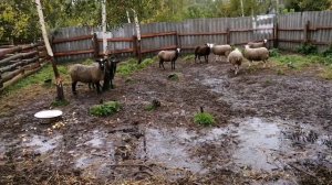 Осенний окот Романовской овцы / Окоты в сентябре /