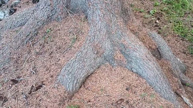 Успокаивающая медитация у ручья в Горном Алтае смотреть онлайн