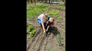 видео про совместную работу детского сада с родителями  в ДОУ