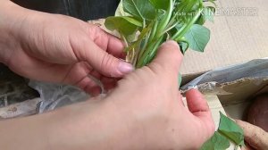 Чудо-овощ БАТАТ