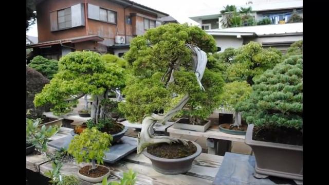 The True Beauty of Bonsai at Omiya Bonsai Art Museum part II смотреть онлайн