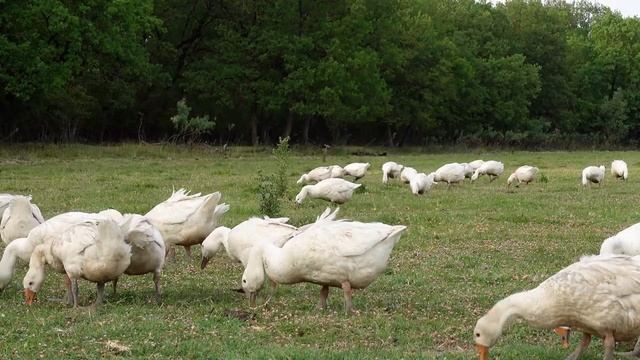 Жизнь в деревне. - Сельскохозяйственные животные - куры, гуси, овцы, козы и коровы смотреть онлайн