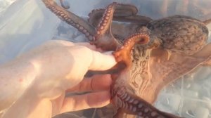 Осьминог сидит на руках и меняет цвет