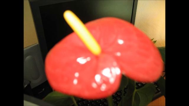 Комнатные цветы