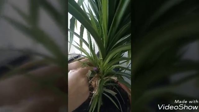Панданус. Размножение черенком. Укоренение в воде.