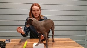 Как правильно измерить лапку собаке, чтобы определить размер обуви