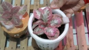 TANAMAN EPISCIA PICASO, CLEOPATRA DAN PINK SMOKE