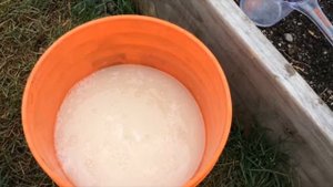 Чем подкормить малину перед цветением и во время него- три последовательные подкормки.