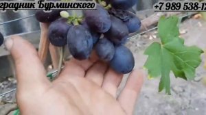 ГФ. Винограда НЕПТУН СОСКОВИДНЫЙ и ШИКАРНЫЙ (Калугин В.М.).