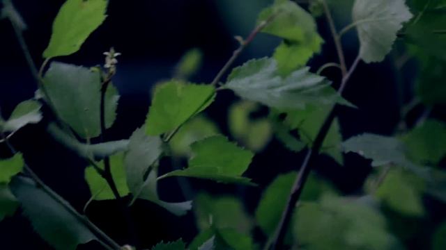 Видео тест - Canon 70D + Tamron 28-75/2,8 без стаба смотреть онлайн