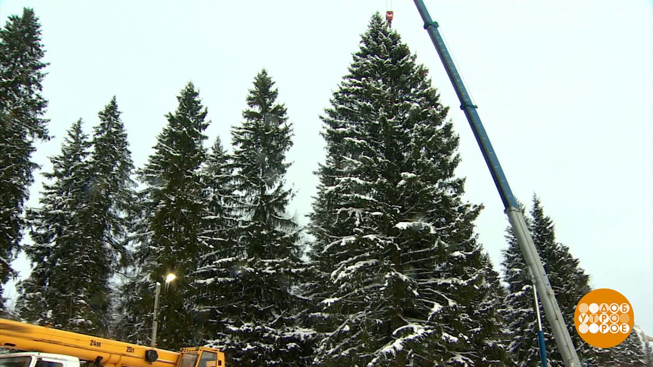 И вот она, нарядная! И самая главная! Доброе утро. Фрагмент выпуска от 12.12.2023