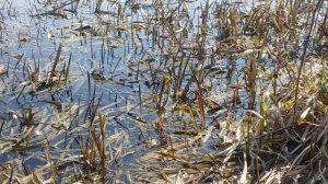 Нерест ЩУКИ