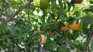 Алыча Кубанская комета