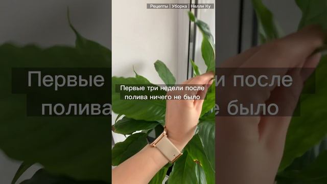 В нашей семье завелся алкаш. Цветок - пьяница это горе семье?Нашей наоборот- счастье и цветение 