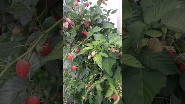 обзор малины сорта Моросейка смотреть онлайн