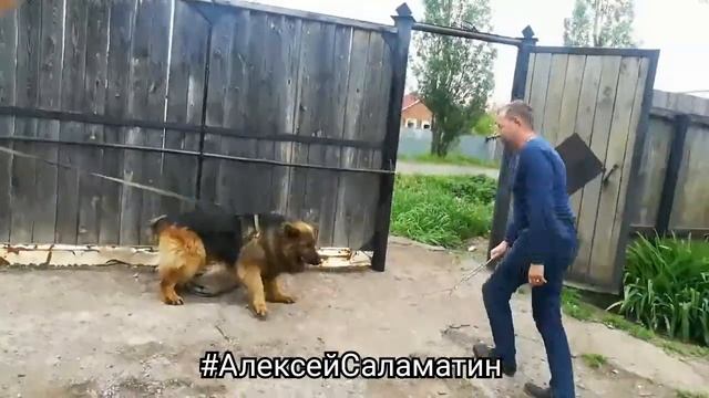Как научить собаку охране, защите. Развитие злобы. Дневник кинолога Алексей Саламатин