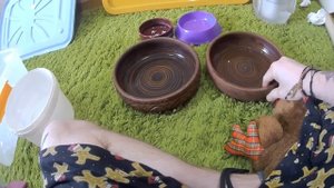 ВОЗМОЖНО Лучшая Тарелка Для Королевского Питона / Поилка Для Змей /Какую Выбрать?