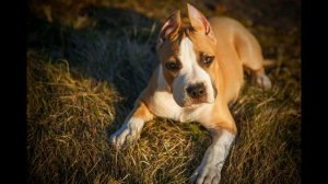 Американский стаффордширский терьер