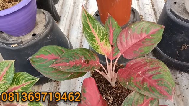 BUNGA AGLONEMA MURAH ❤️❤️ANTURIUM VARIGATA 100.000!!! AGLONEMA RUMPUN 15.000❗DRAGON SILVER 50.000 смотреть онлайн