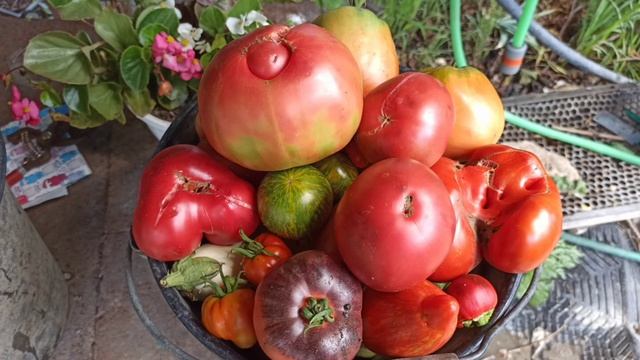 Томаты 2020. Воспоминания о лете. Первые успехи в выращивании сортовых и эксклюзивных томатов смотреть онлайн