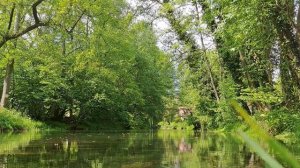 Лесная река для успокоения, медитации и умиротворения