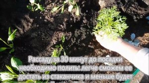 Хризантема. Посадка в грунт.