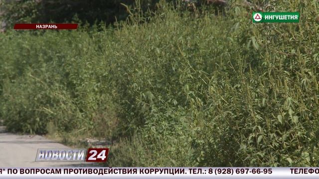 Борьба с амброзией. смотреть онлайн