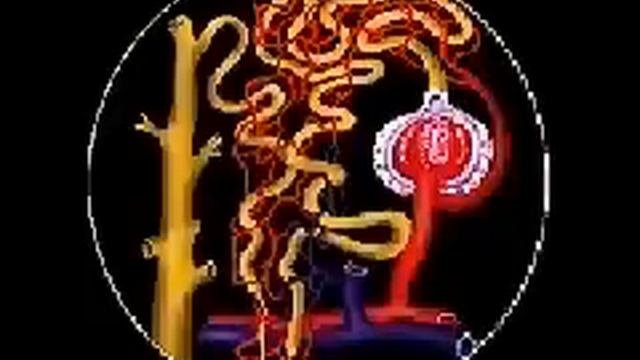 Выделительная система