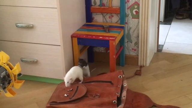 Крысы дерутся