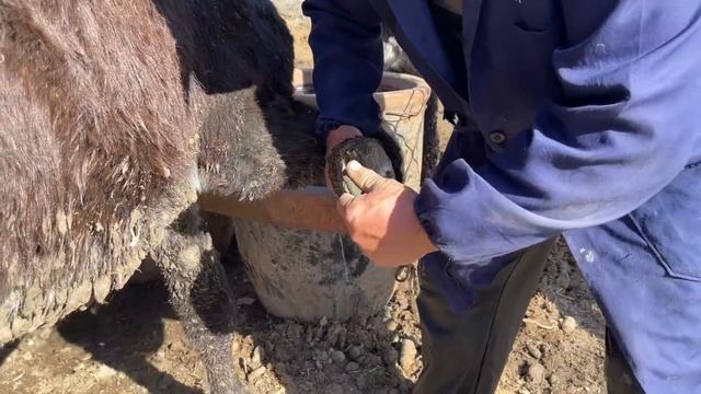 小毛驢受罪了！蹄子爛了一個大窟窿流出超臭濃液！師傅修蹄後清理上藥，毛驢10天后恢復健康！ смотреть онлайн