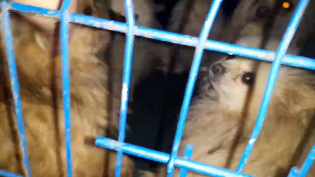 Вывезли 12 несчастных собак смотреть онлайн